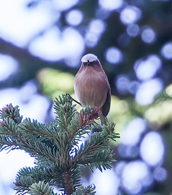 Crested Tit-Warbler - ML639071842