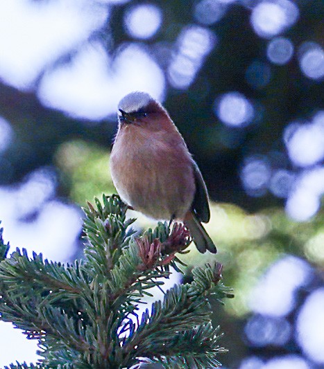 Crested Tit-Warbler - ML639071843