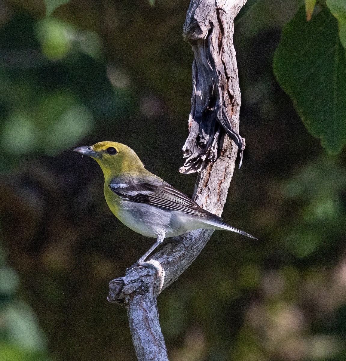 Yellow-throated Vireo - ML639071849