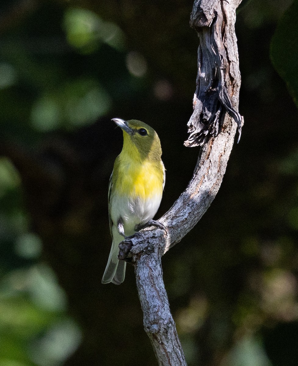 Yellow-throated Vireo - ML639071850