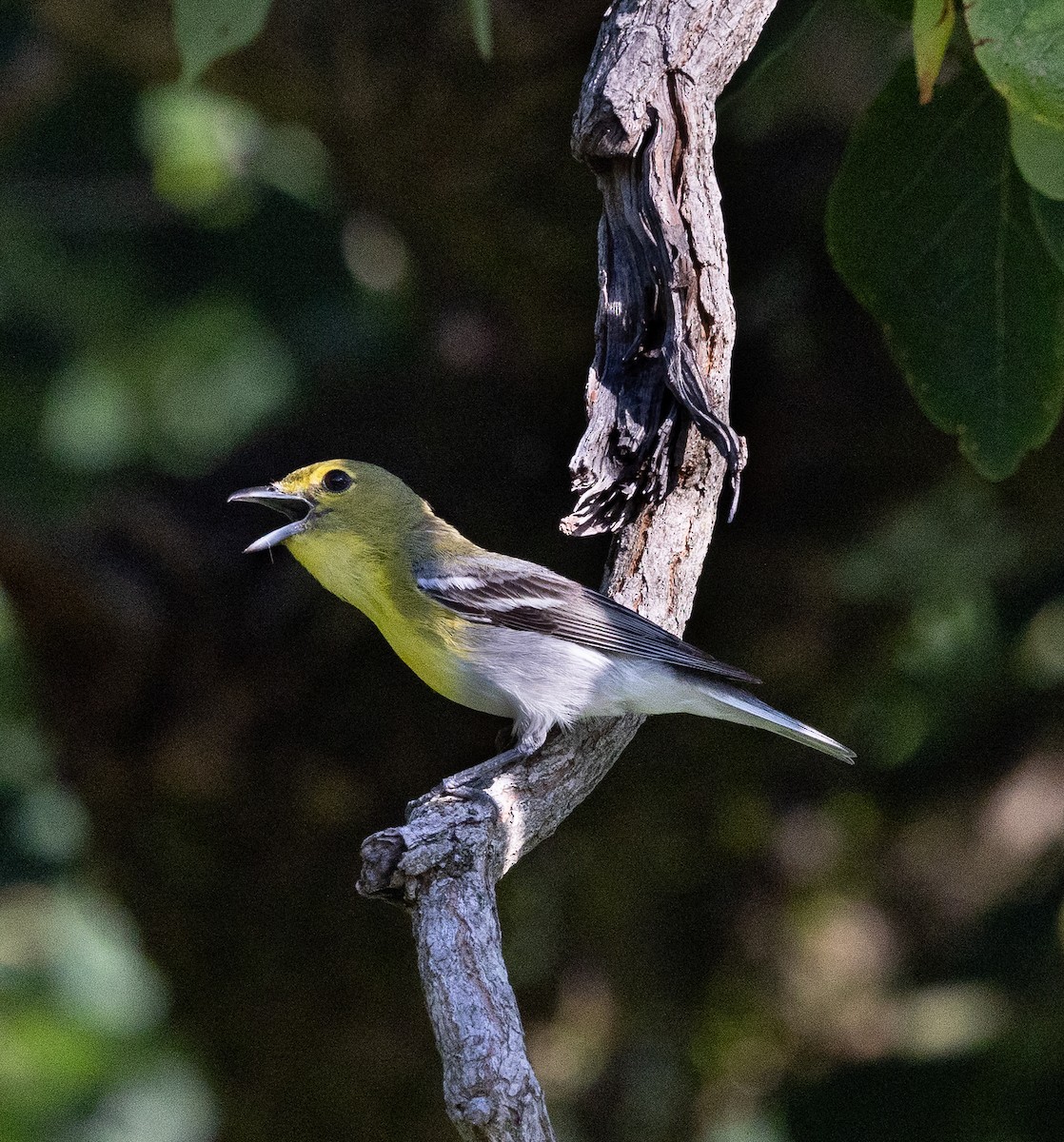 Yellow-throated Vireo - ML639071851