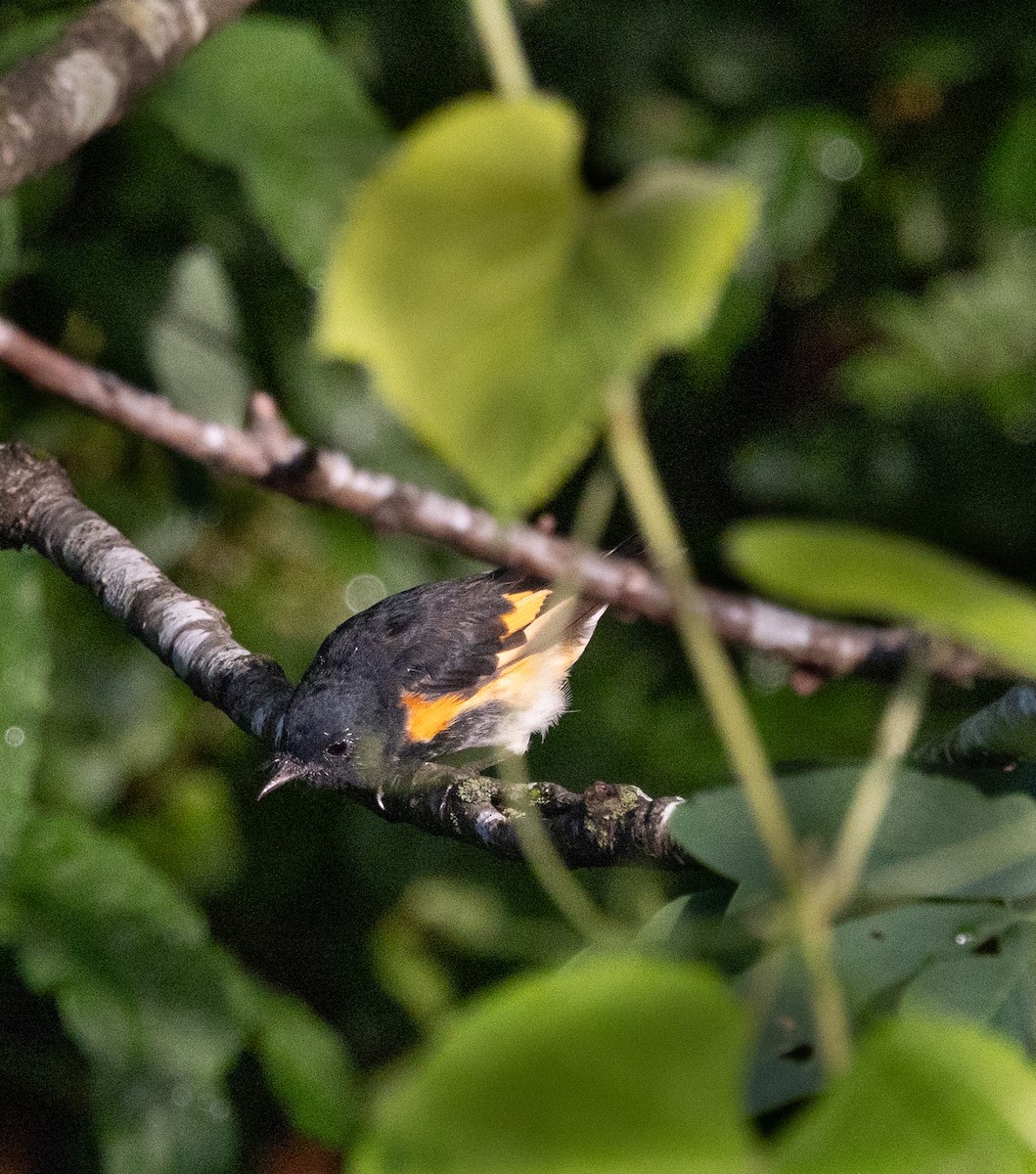 American Redstart - ML639071881