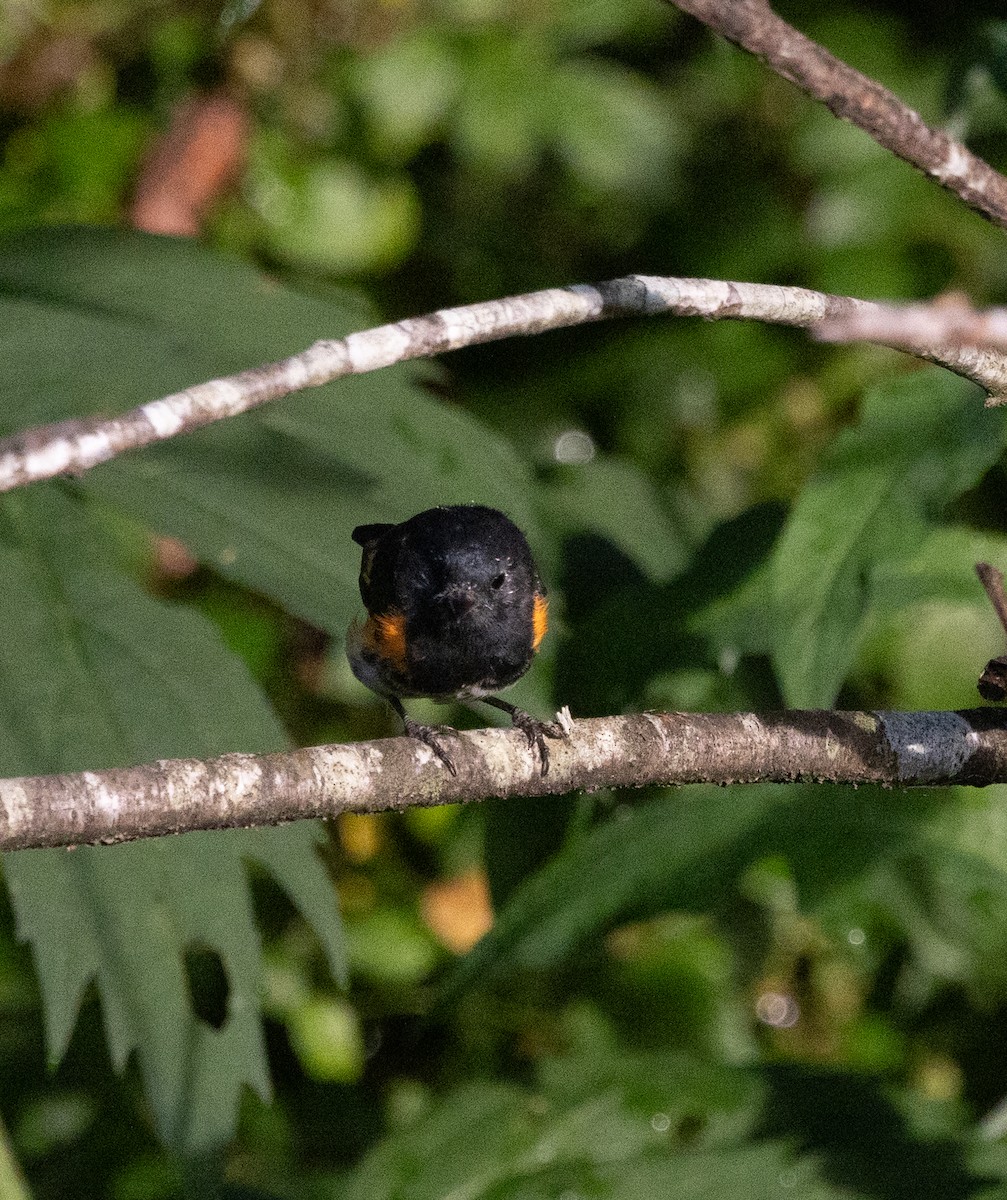 American Redstart - ML639071882