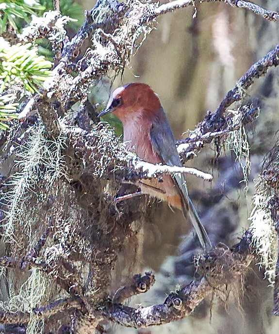 Crested Tit-Warbler - ML639071892