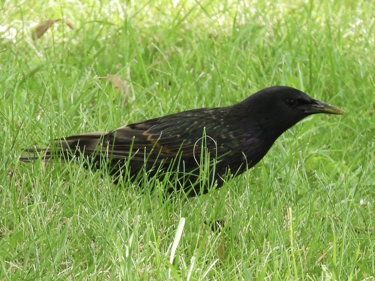 European Starling - ML639071899