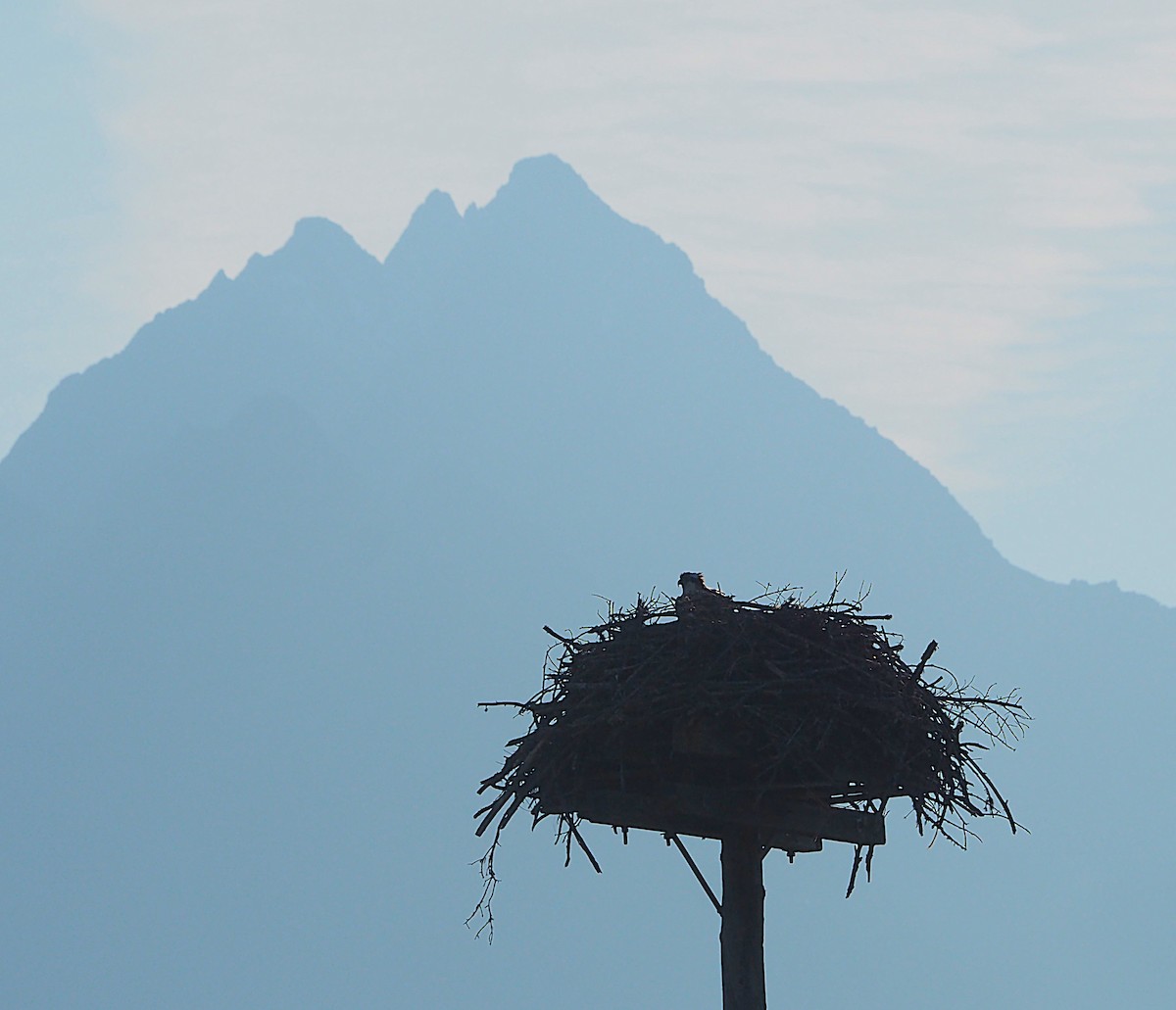 魚鷹 - ML639071902