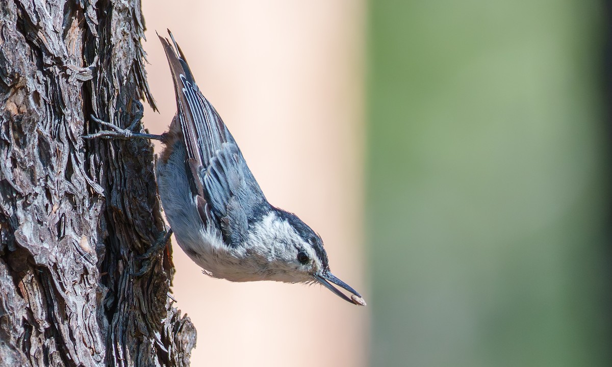 White-breasted Nuthatch - ML639071915