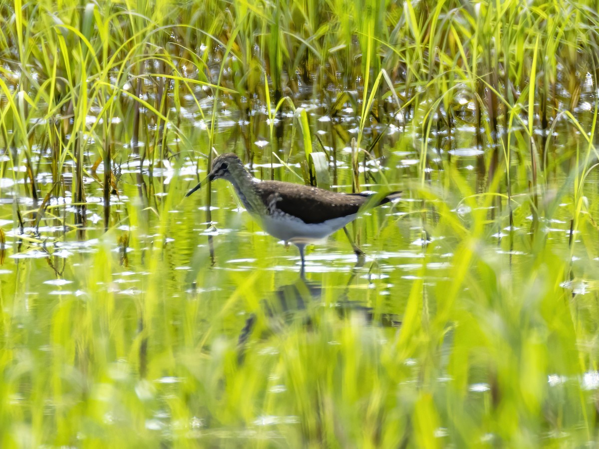 Solitary Sandpiper - ML639071955