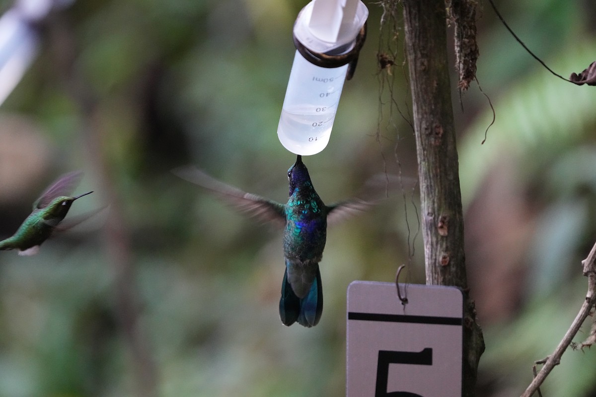 Sparkling Violetear - ML639071960