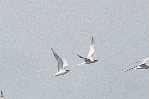 Roseate Tern - ML639072065