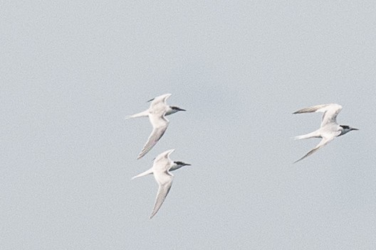Roseate Tern - ML639072067