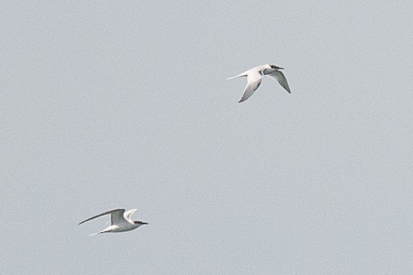 Roseate Tern - ML639072068