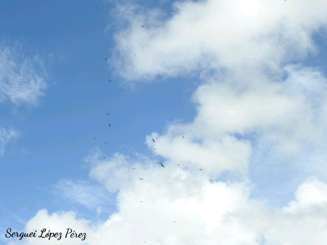 Turkey Vulture - ML639072086