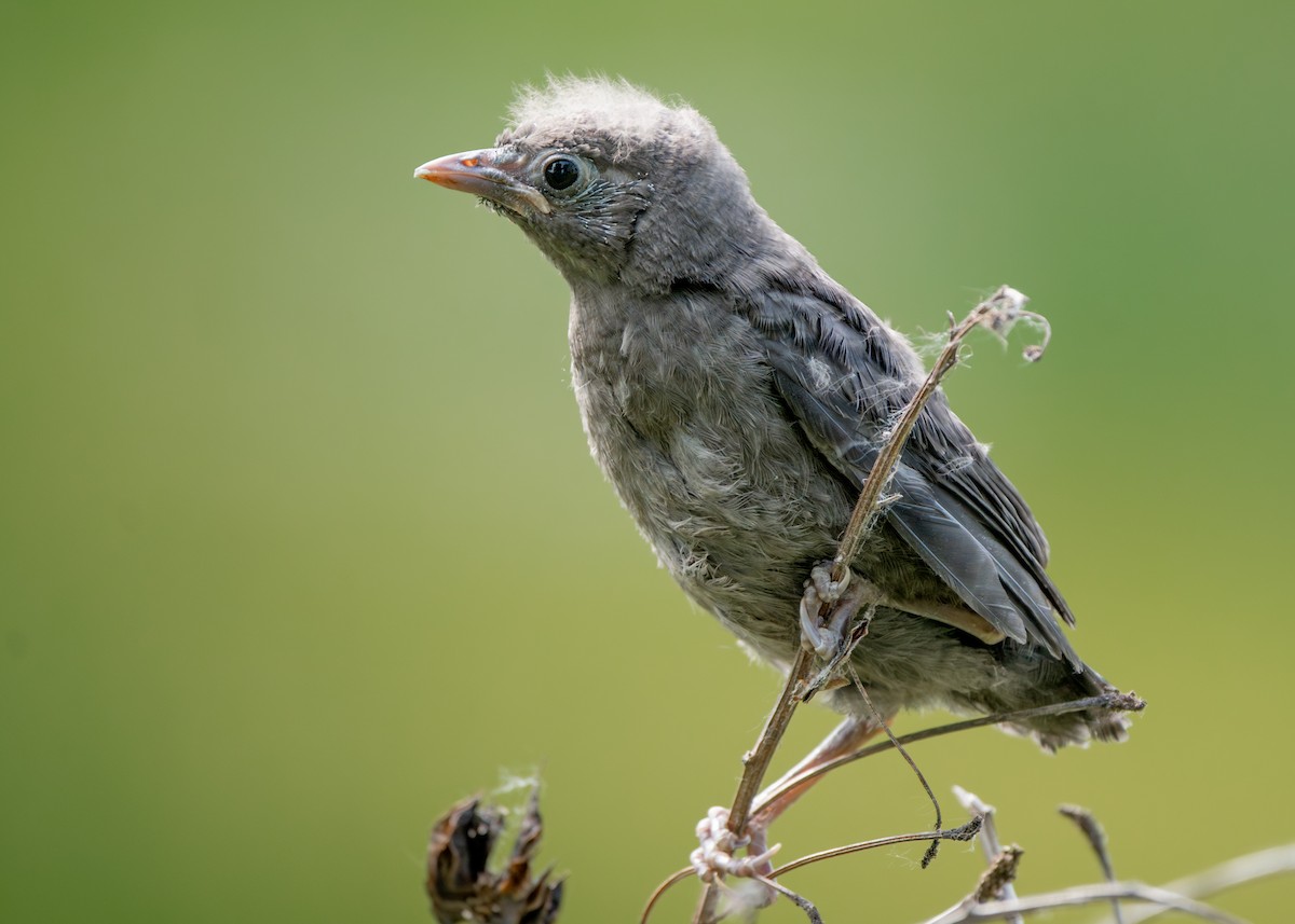 European Starling - ML639072114