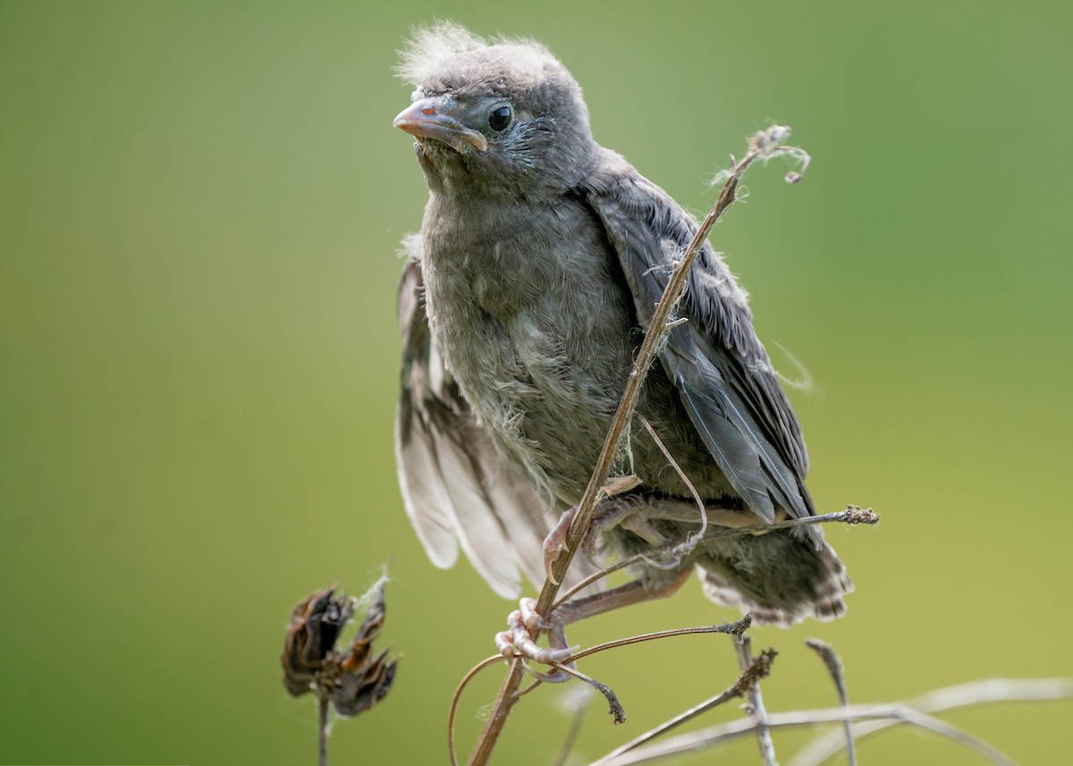 European Starling - ML639072115