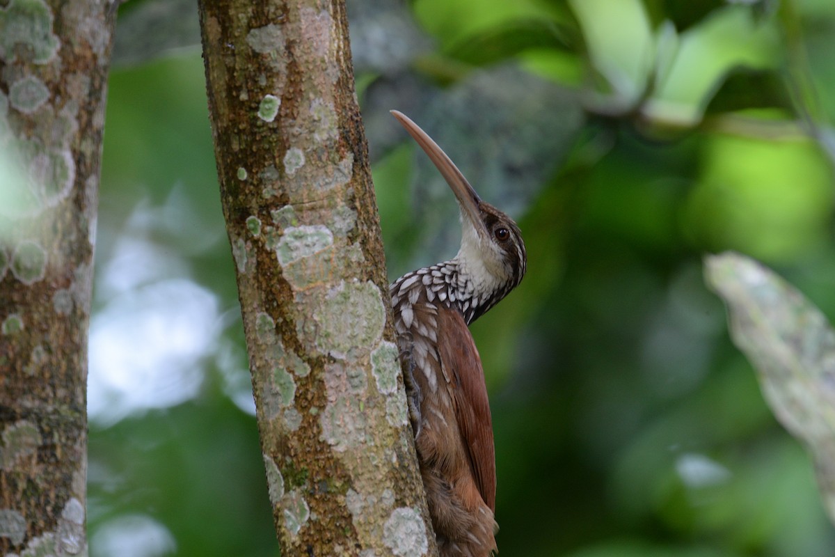 Long-billed Woodcreeper - ML639072133