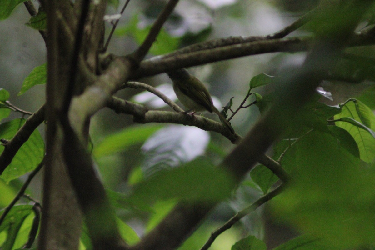 Yellow-olive Flatbill - ML639072137
