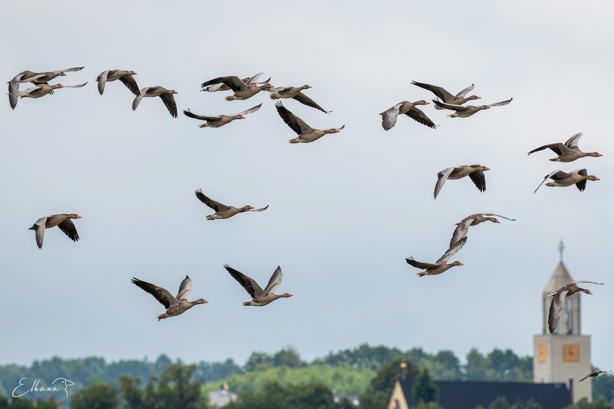 Graylag Goose - ML639072220