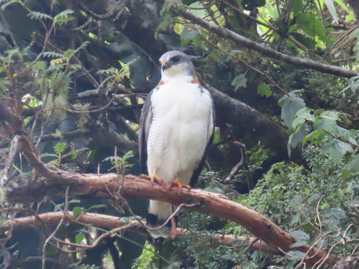 Busardo Dorsirrojo - ML639072245