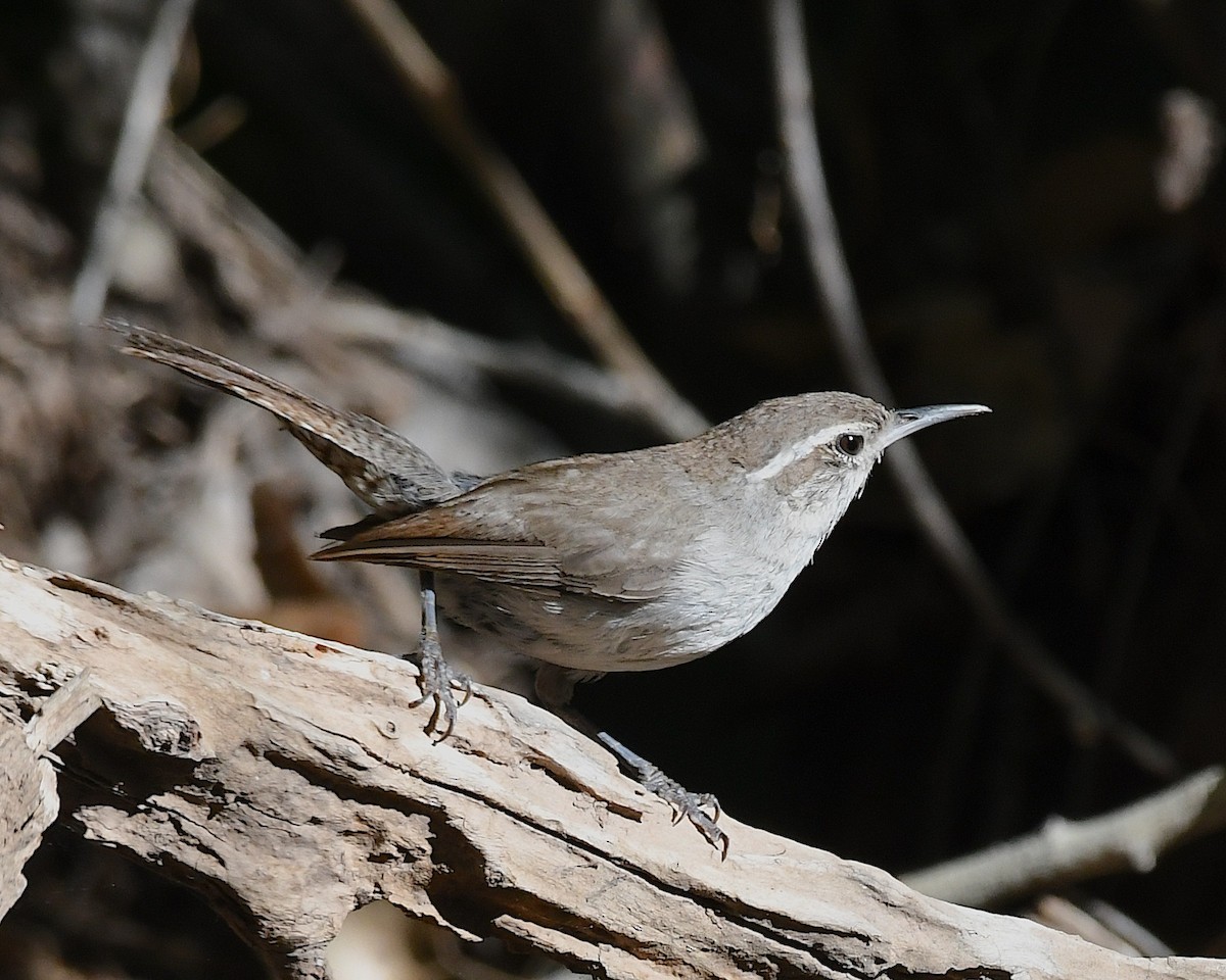 Bewick's Wren - ML639072251
