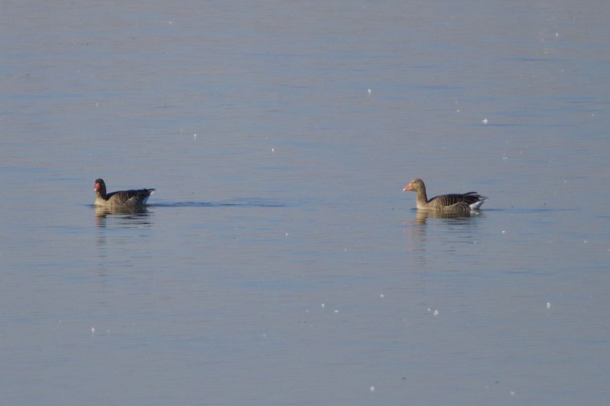 Graylag Goose - ML639072285