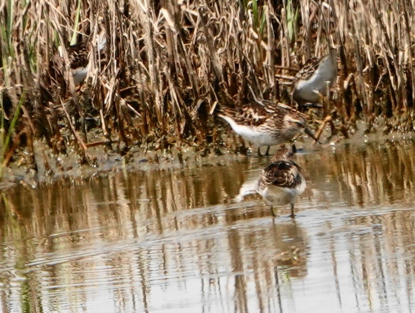 Semipalmated Sandpiper - ML639072287