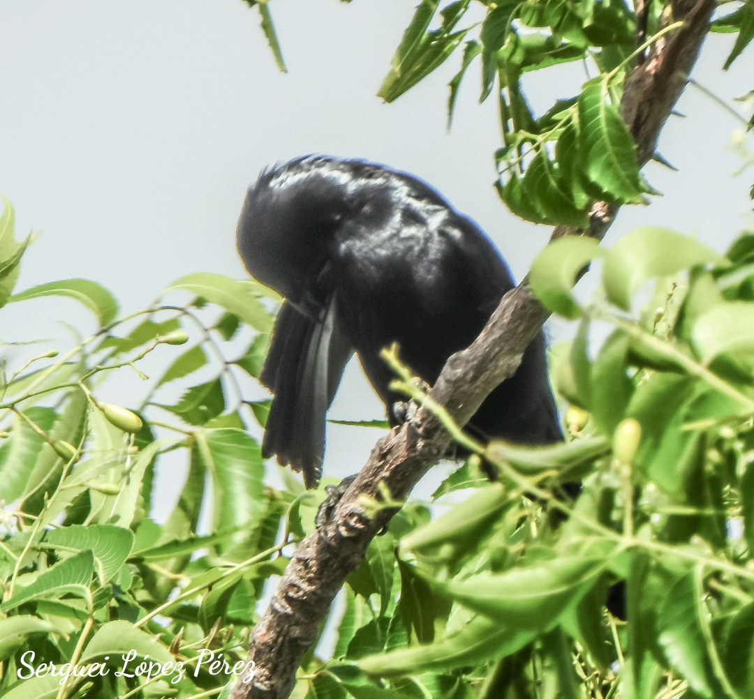 Cuban Blackbird - ML639072292
