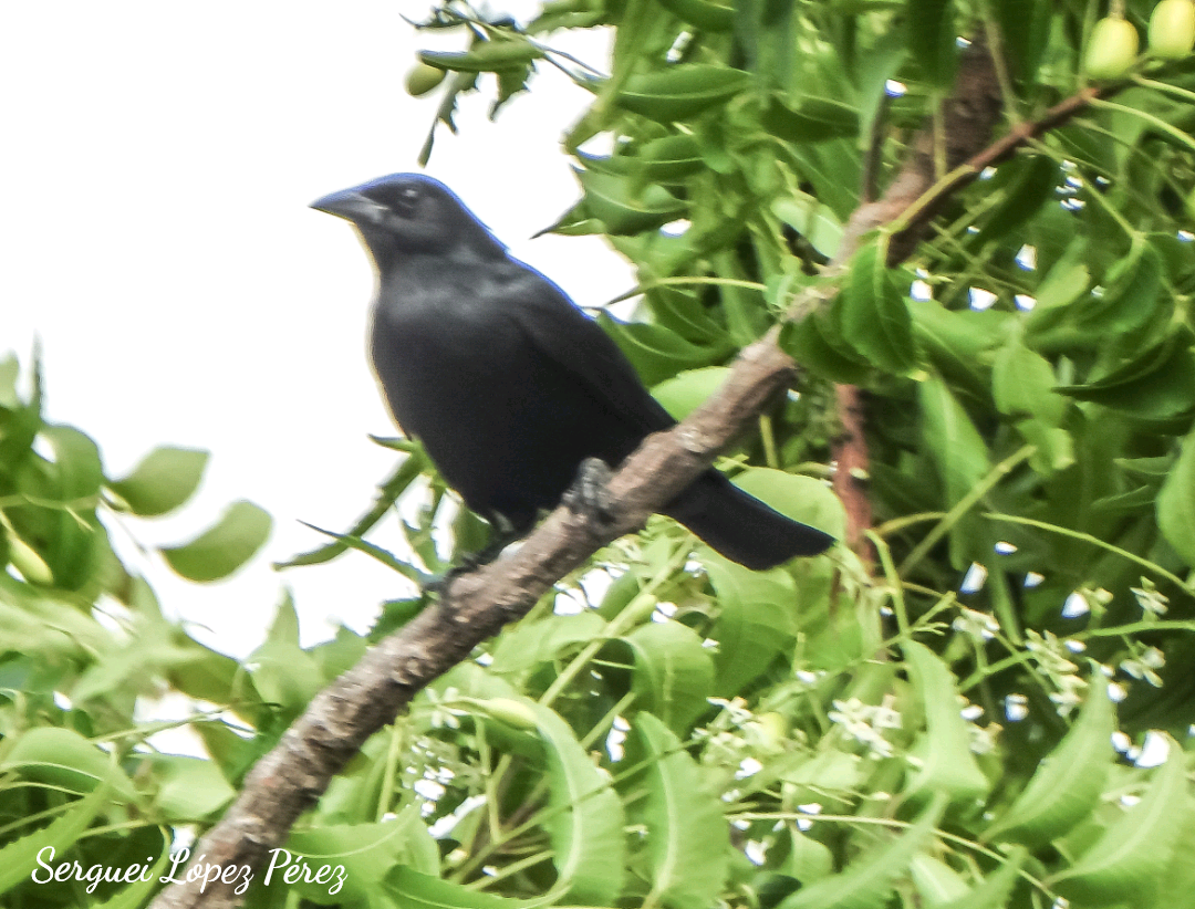 Cuban Blackbird - ML639072298