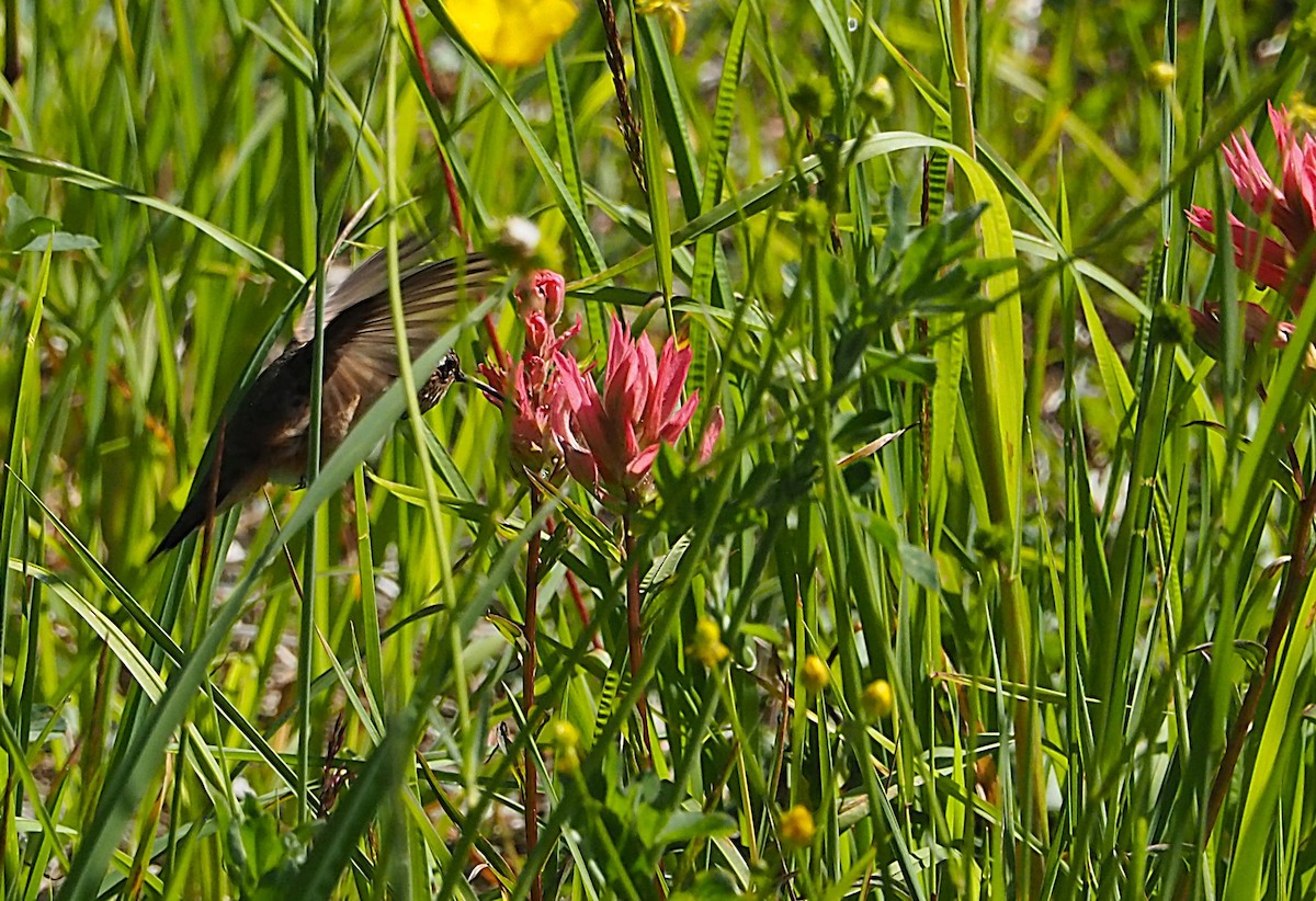 Rufous Hummingbird - ML639072308