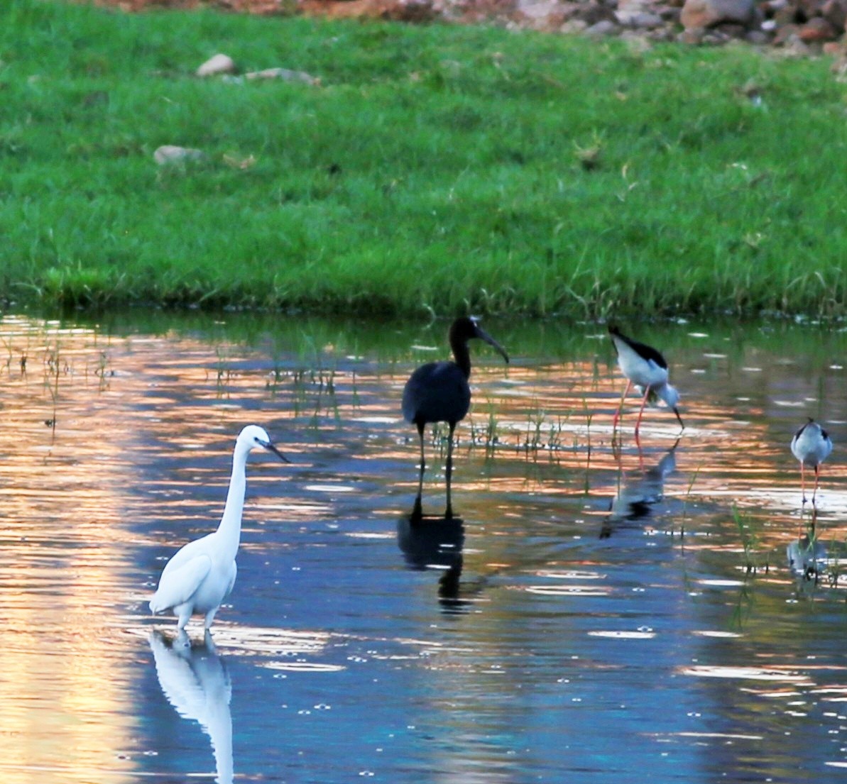 Little Egret - ML639072311