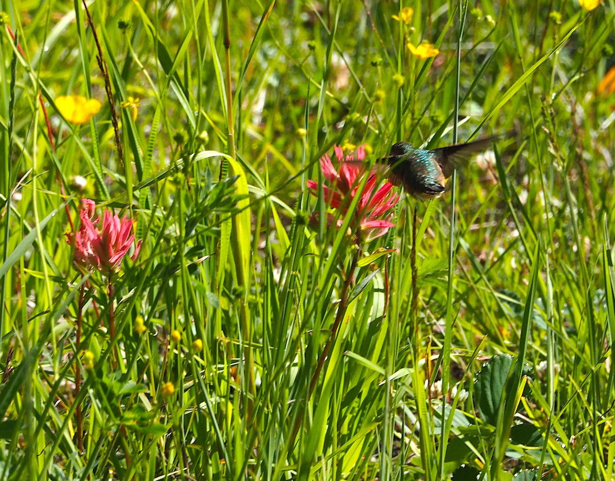 Rufous Hummingbird - ML639072314