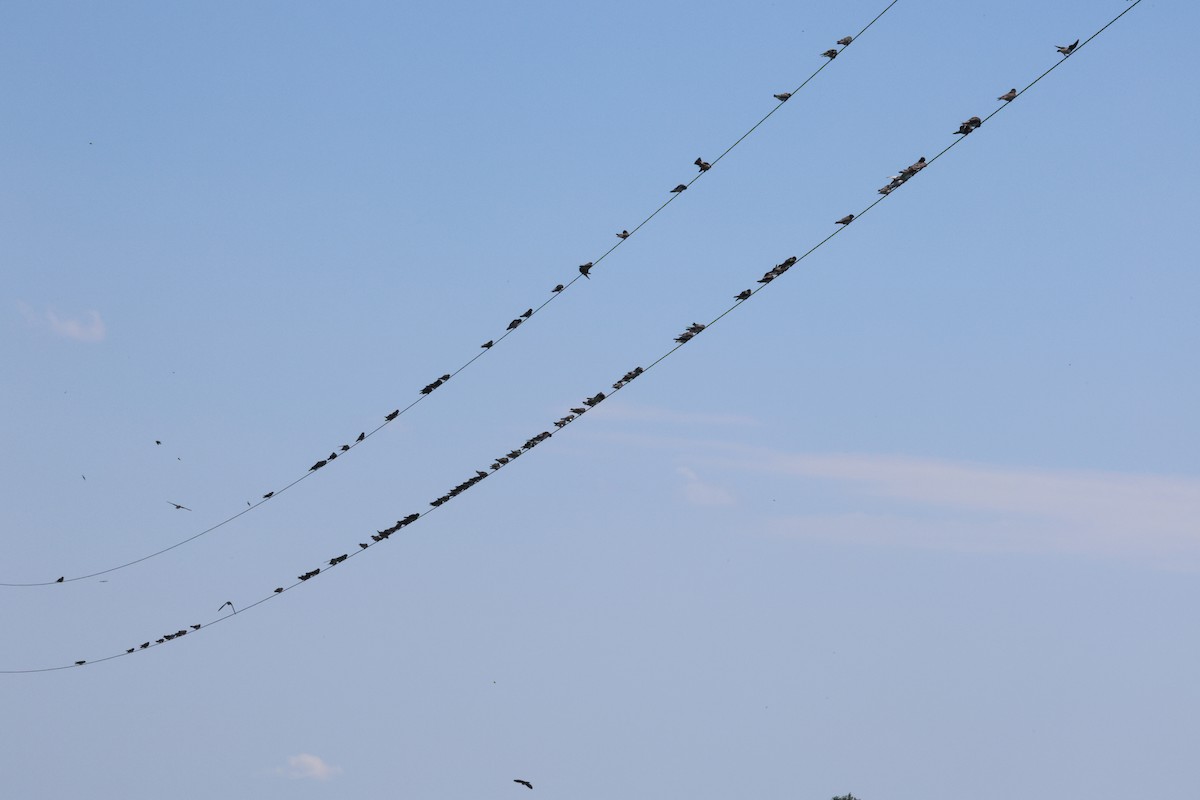 Bank Swallow - ML639072329