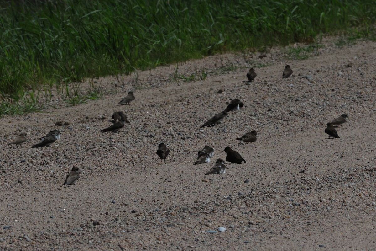 Bank Swallow - ML639072330