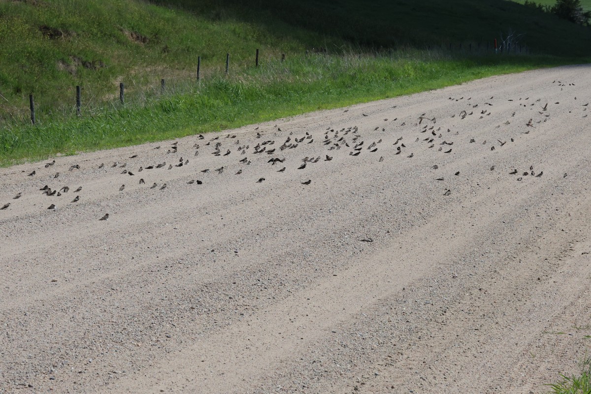 Bank Swallow - ML639072331