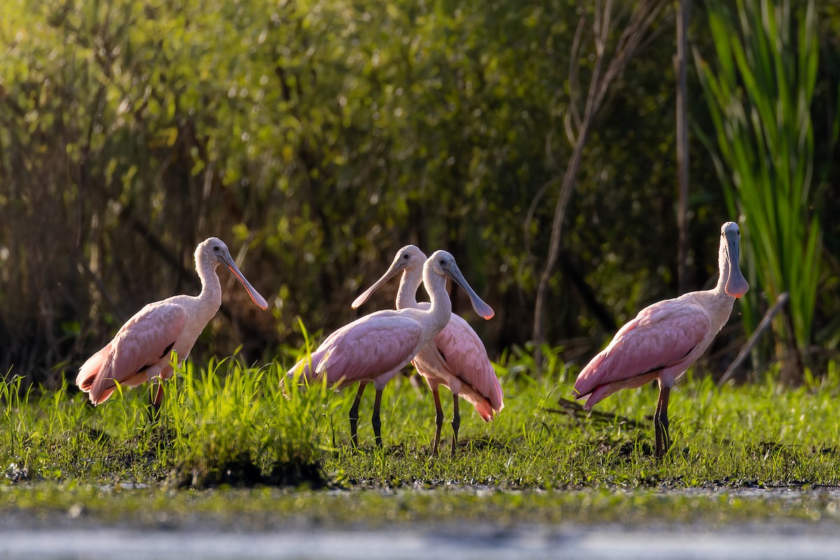 Roseate Spoonbill - ML639072335