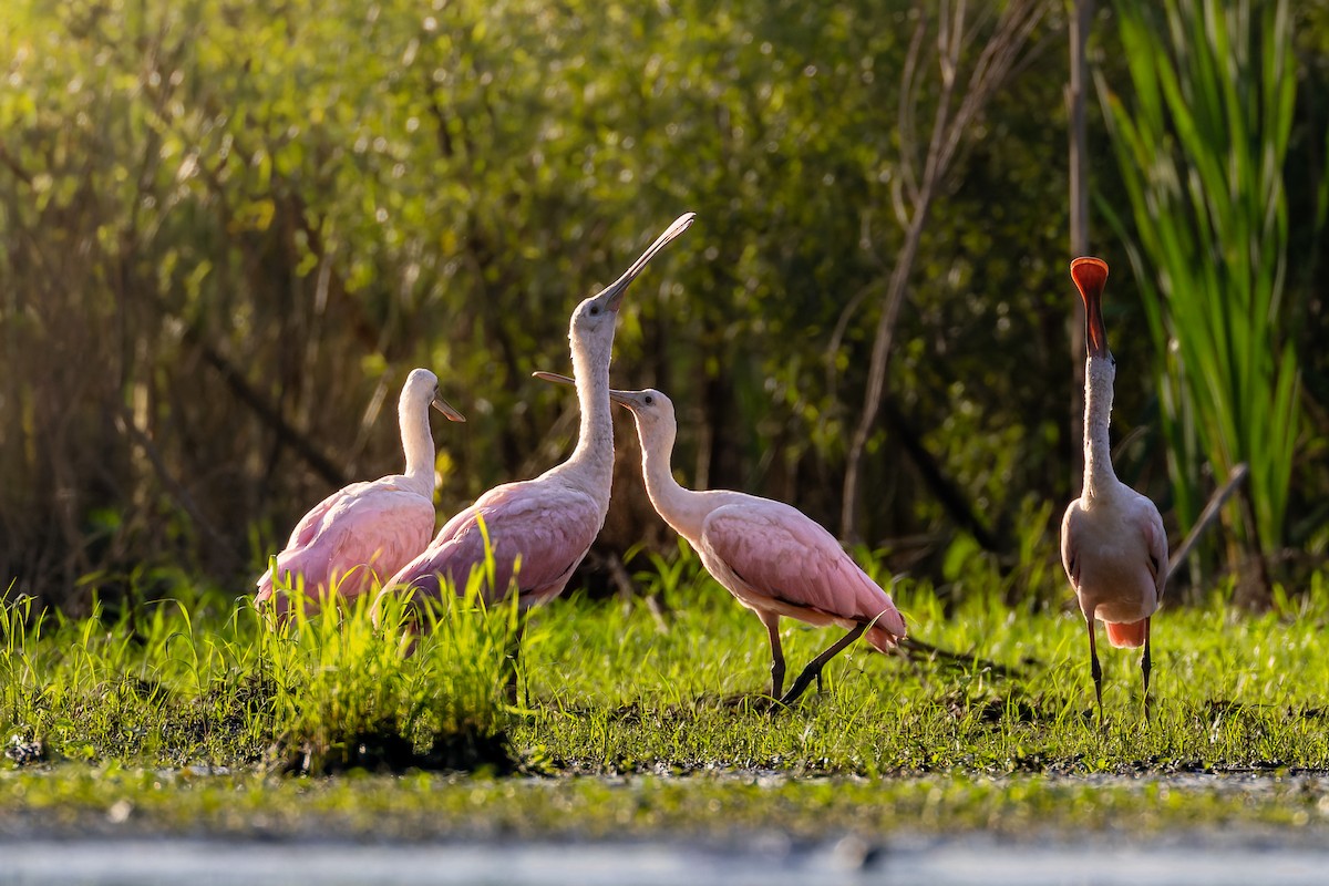 Roseate Spoonbill - ML639072336