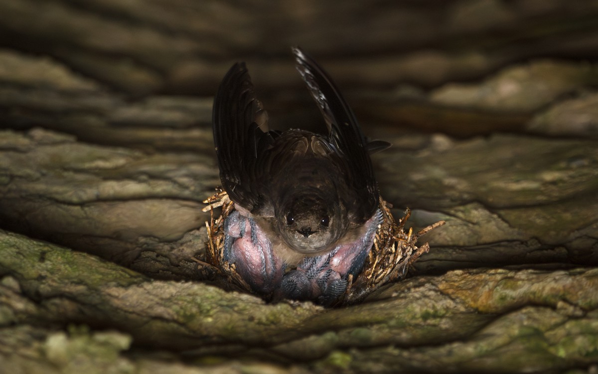 Vaux's Swift (Richmond's) - ML639072347
