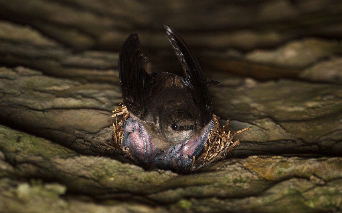 Vaux's Swift (Richmond's) - ML639072348