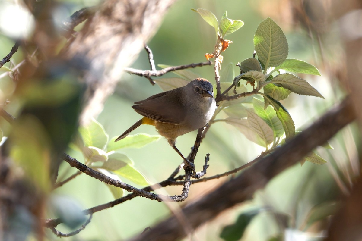 Colima Warbler - ML639072379