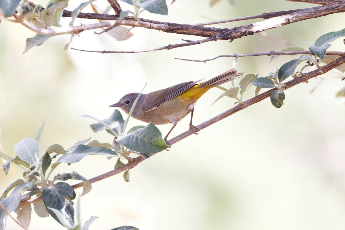 Colima Warbler - ML639072384