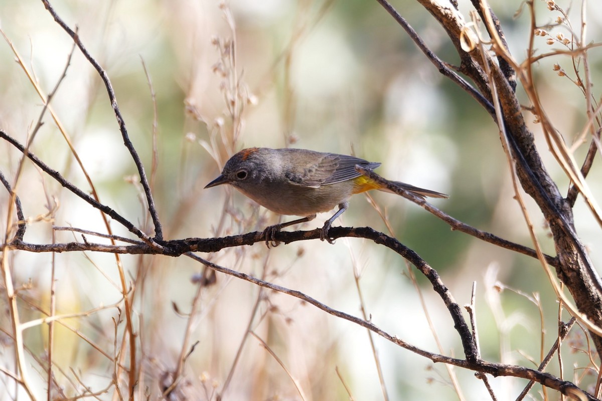 Colima Warbler - ML639072385