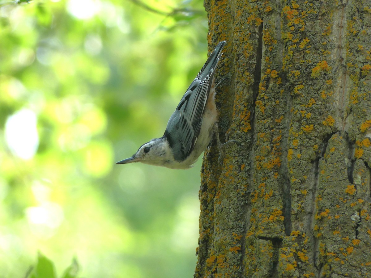 White-breasted Nuthatch - ML639072403
