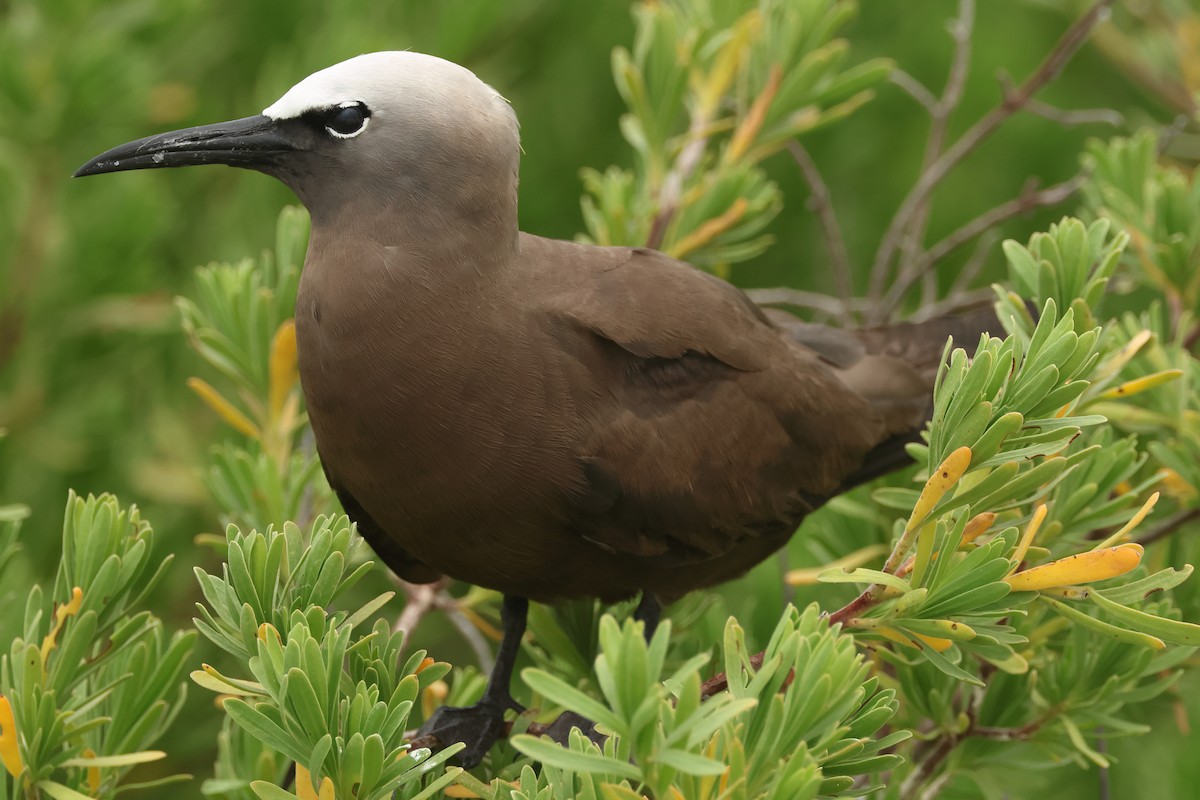 Brown Noddy - ML639072405