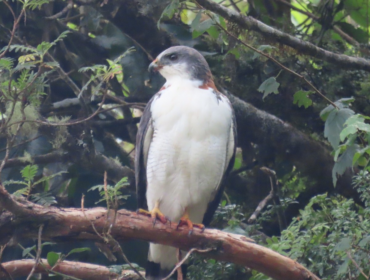 Busardo Dorsirrojo - ML639072432
