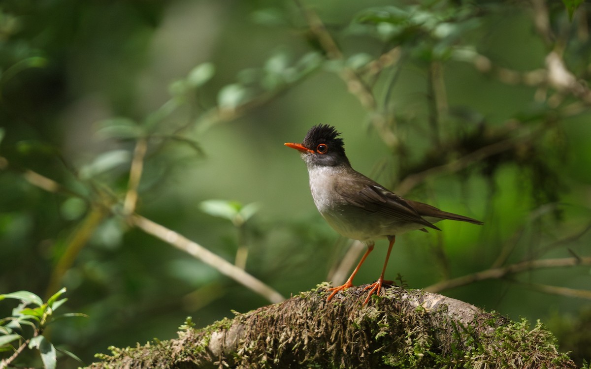 Black-headed Nightingale-Thrush - ML639072455