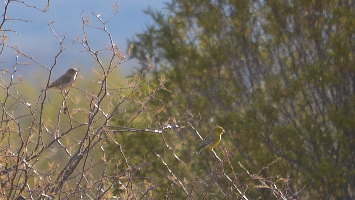 Greenish Yellow-Finch - ML639072488