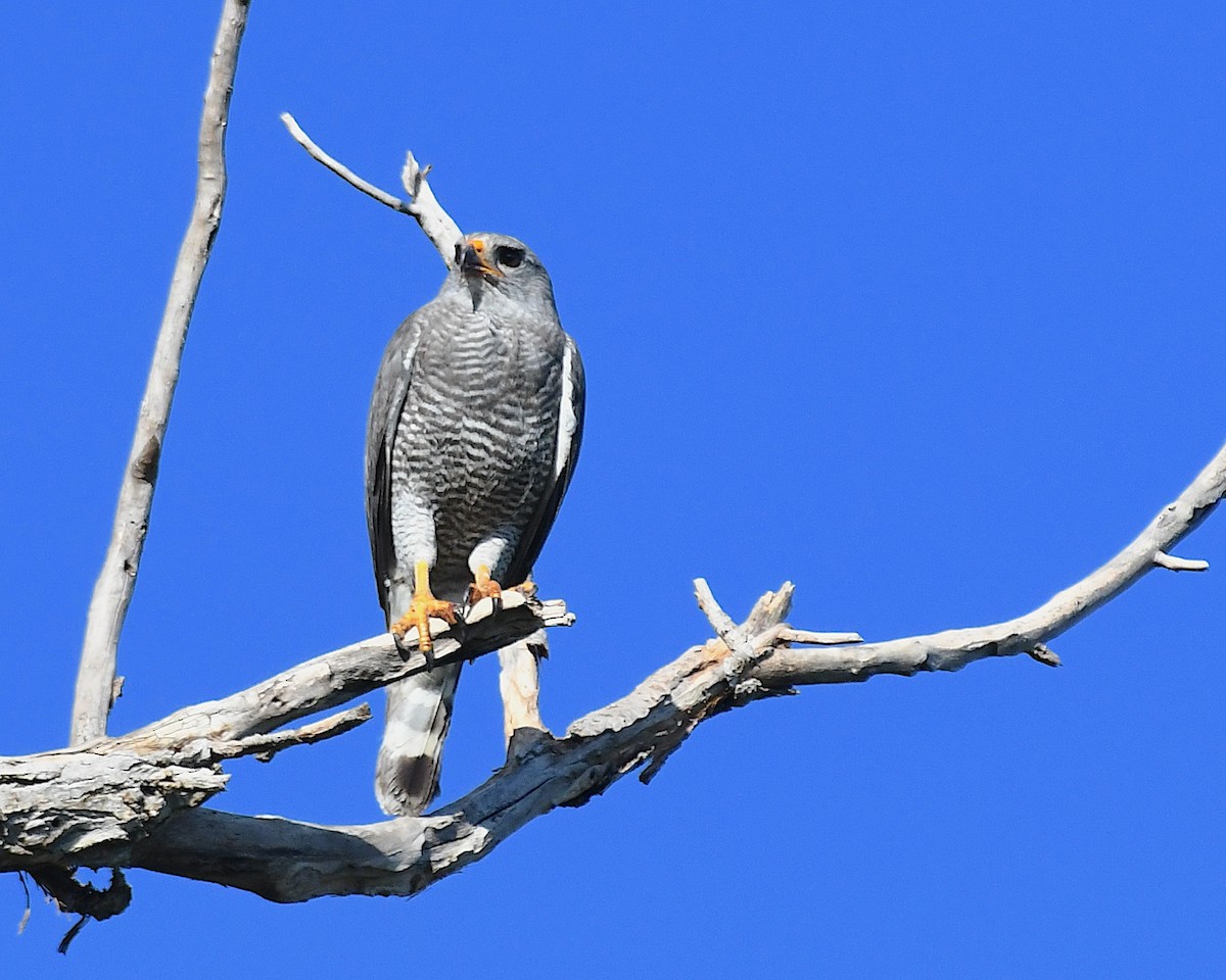 Gray Hawk - ML639072514
