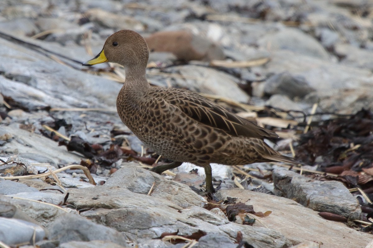Yellow-billed Pintail (South Georgia) - ML639072516