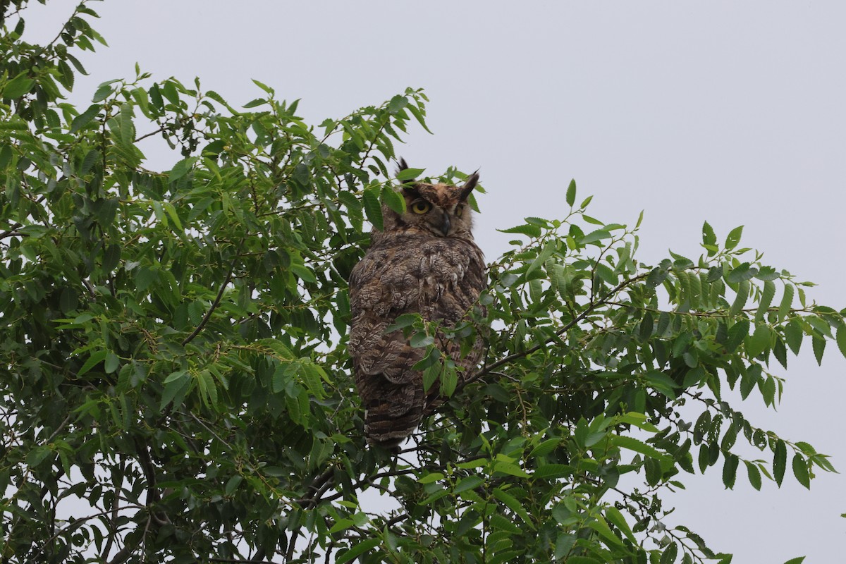 Great Horned Owl - ML639072542