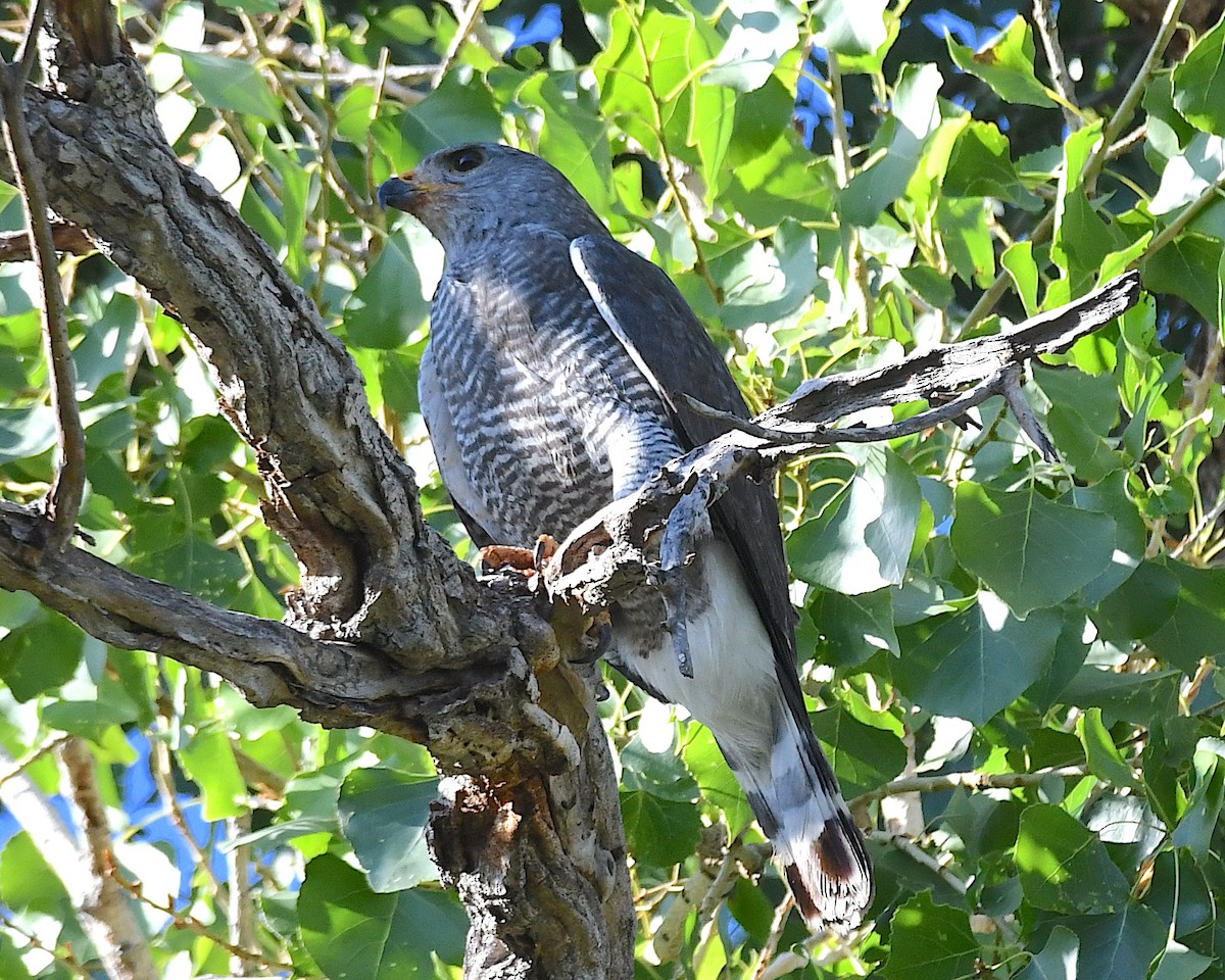 Gray Hawk - ML639072562